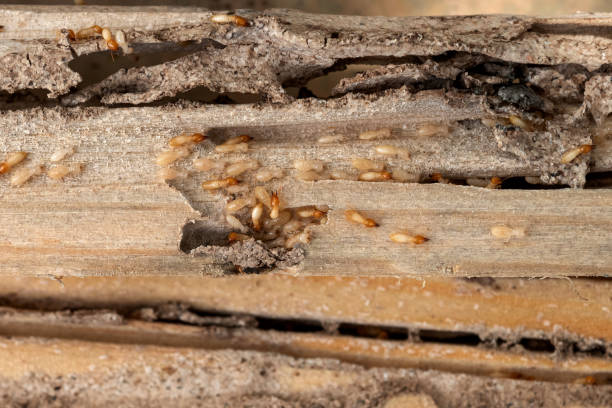 Best Wildlife Control Services  in San Joaquin, CA