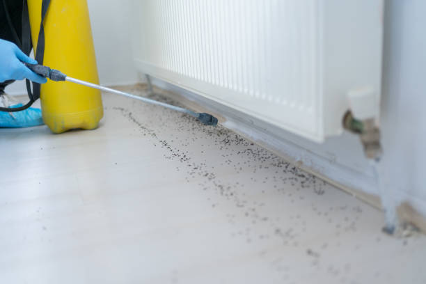 Wasp Removal Services in San Joaquin, CA